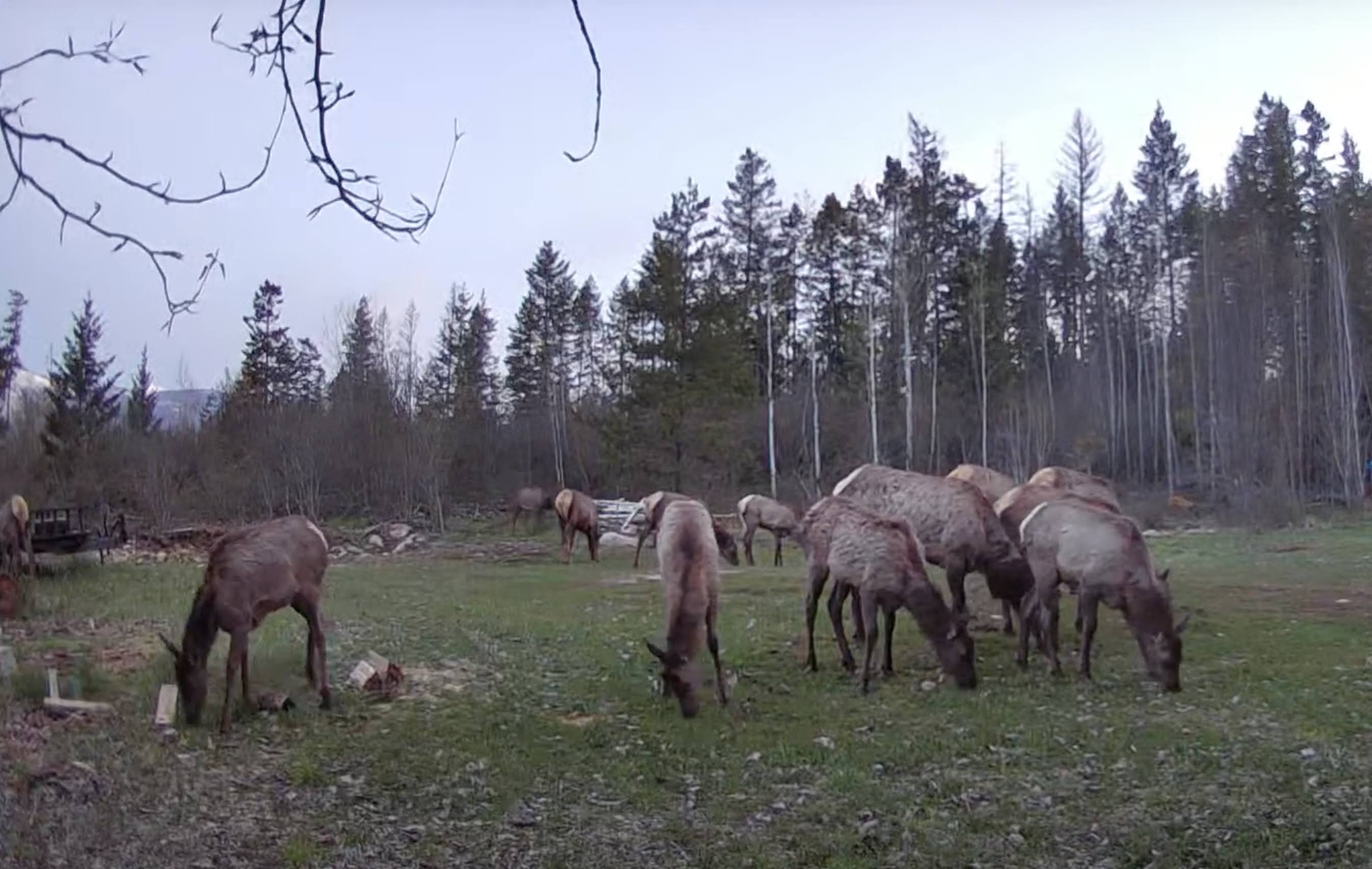 Herd of elk on property